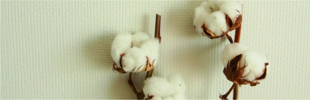 綿（コットン）の特徴