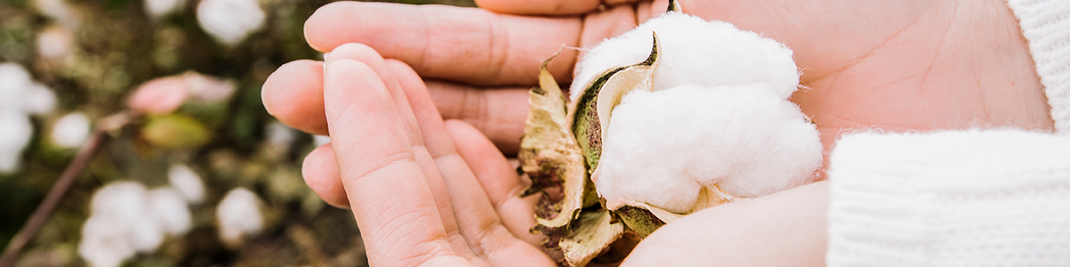 オーガニックコットンイメージ